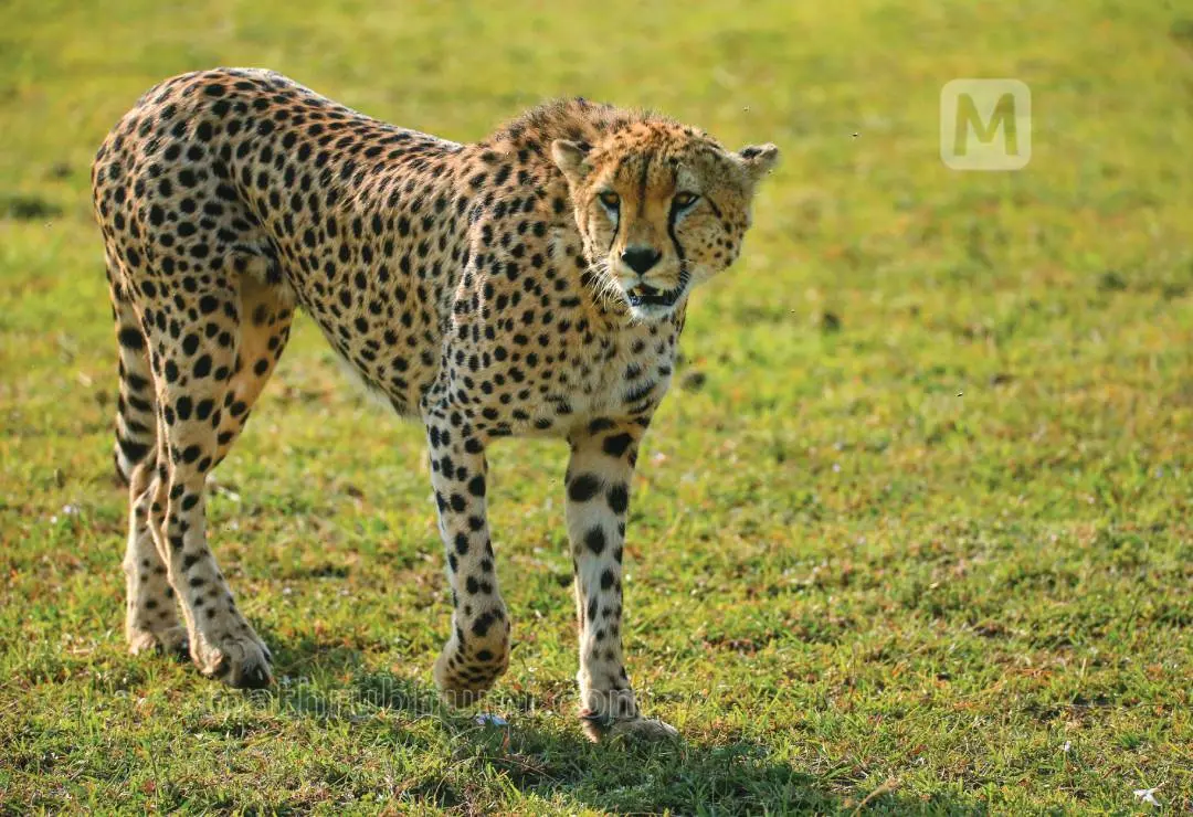 Cheetah | Photo: Azeez Mahe/ Mathrubhumi Yatra