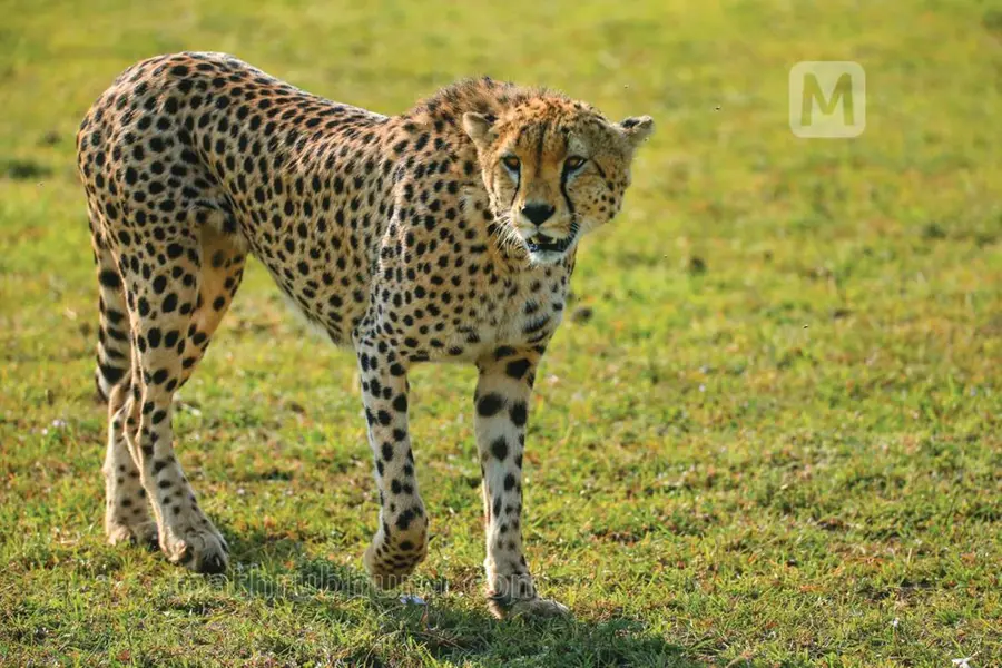 SA, India sign MoU to translocate 12 cheetahs to Kuno National Park in MP
