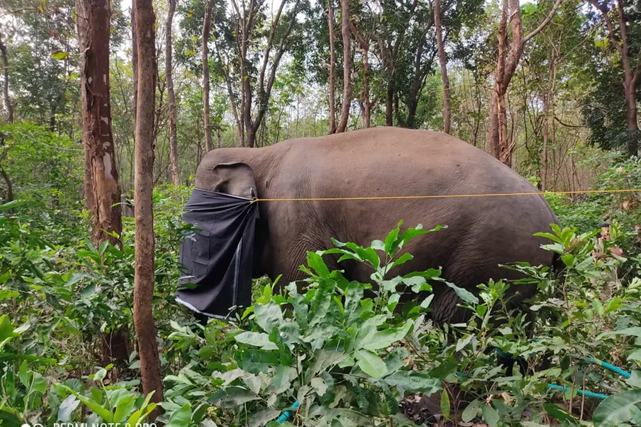 Rampaging tusker PT-7 tranquilised, relief to residents of Dhoni