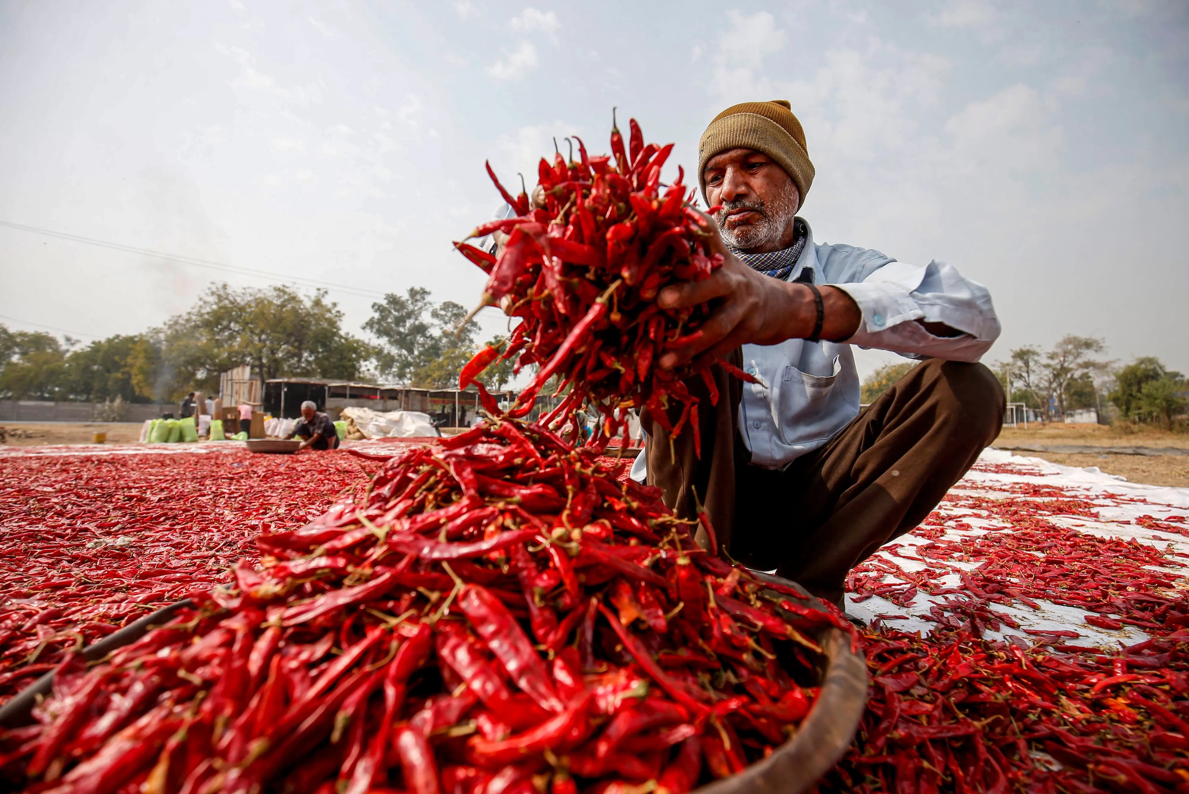 Dry red chillies | Representative Image | Photo: PTI