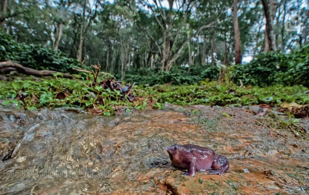 Purple Frog | Photo: Sandeep Das/Mathrubhumi