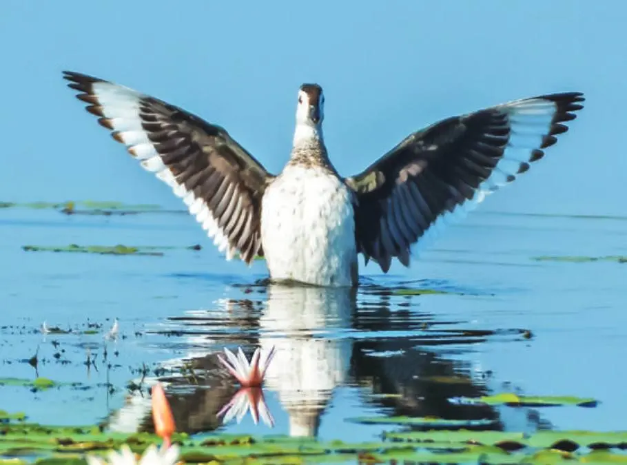 Pygmy Goose | Photo: Mathrubhumi