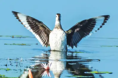 Asian Waterbird Census finds 15,335 birds in Alappuzha; fall in species number