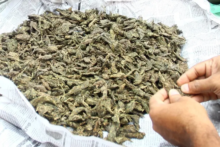 Five Nepali citizens held for selling ganja in Pathanamthitta