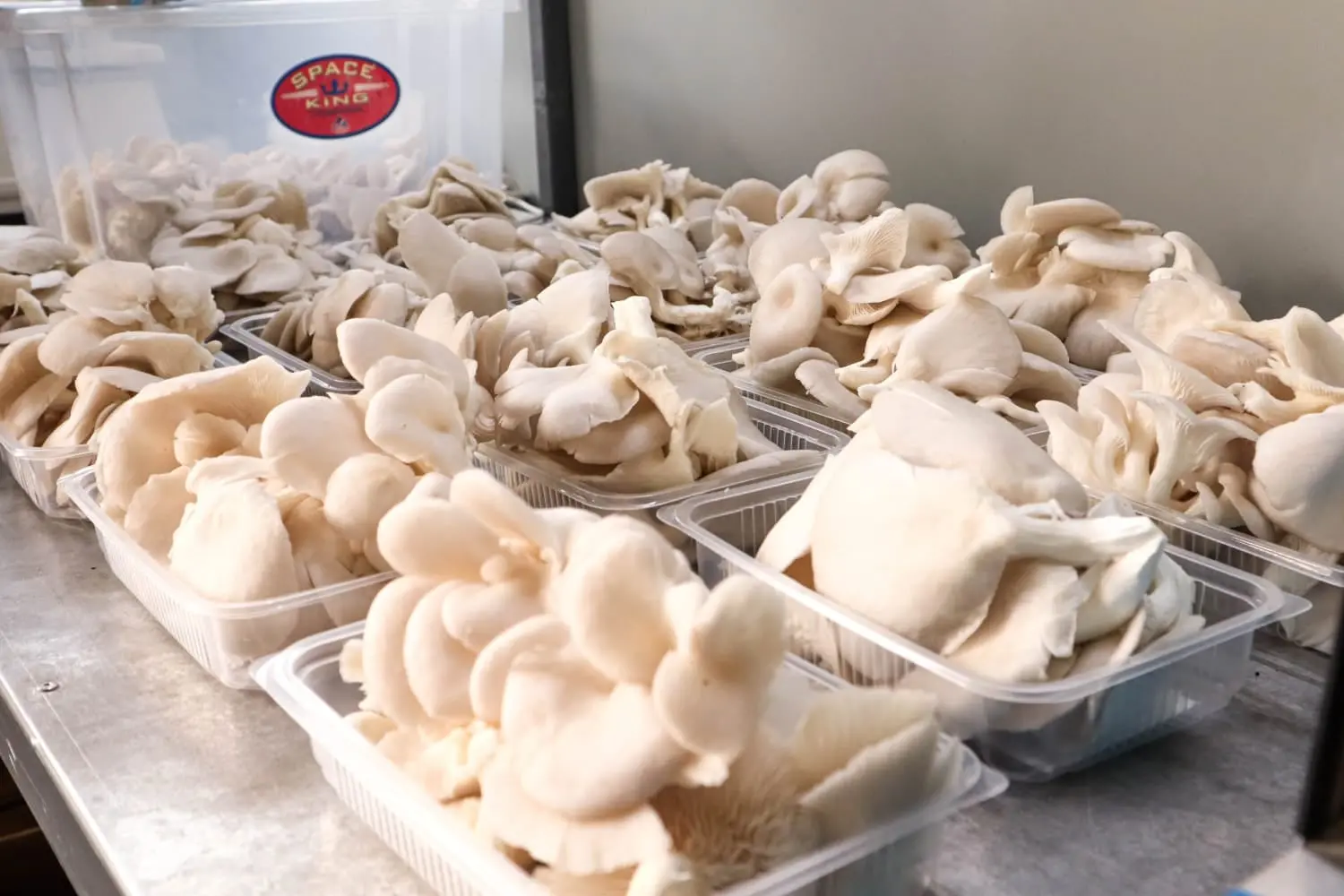 Leena's Mushroom farm. Photo: Facebook