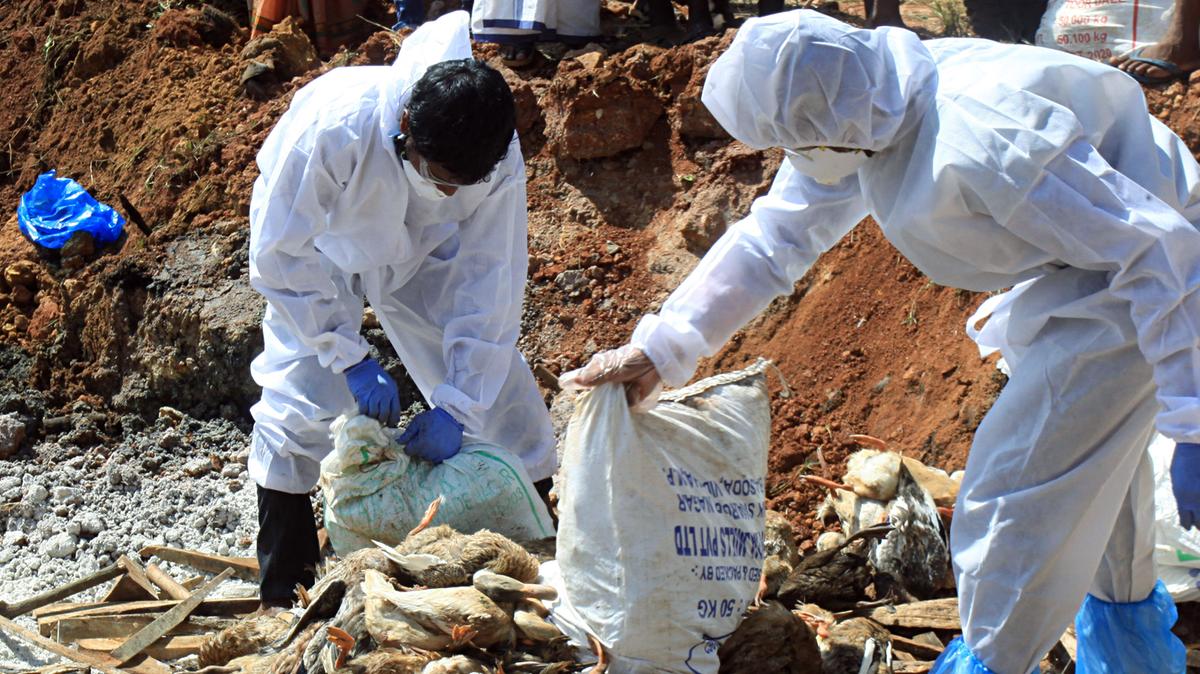 Bird Flu outbreak in Kottayam: Over 1000 ducks culled
