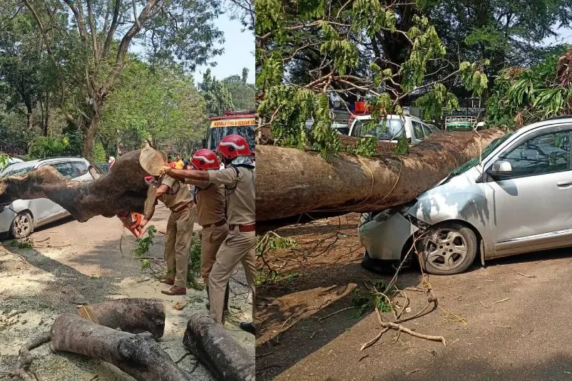 Three injured as tree falls during dog show in Thrissur