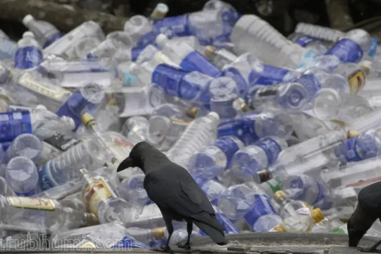 Single-use plastic cups, plates banned from govt offices in Kerala