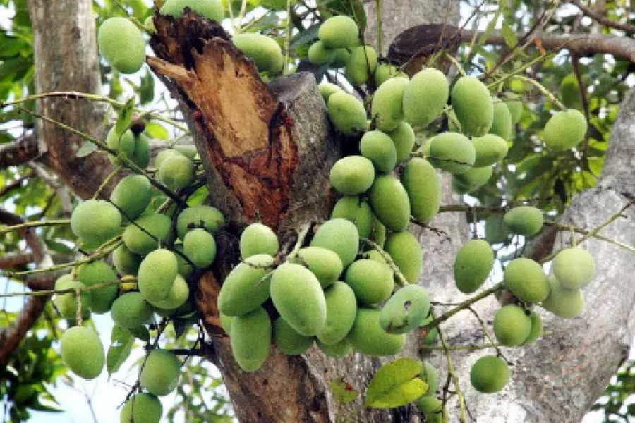 Vengeance over plucking mangoes: Alappuzha men attack neighbourhood women