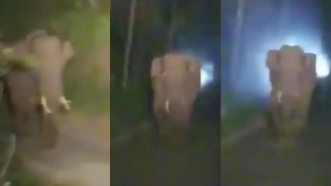 Wild elephant charges towards forest department's vehicle in Attappadi |  Photo: Mathrubhumi News/ Screen grab