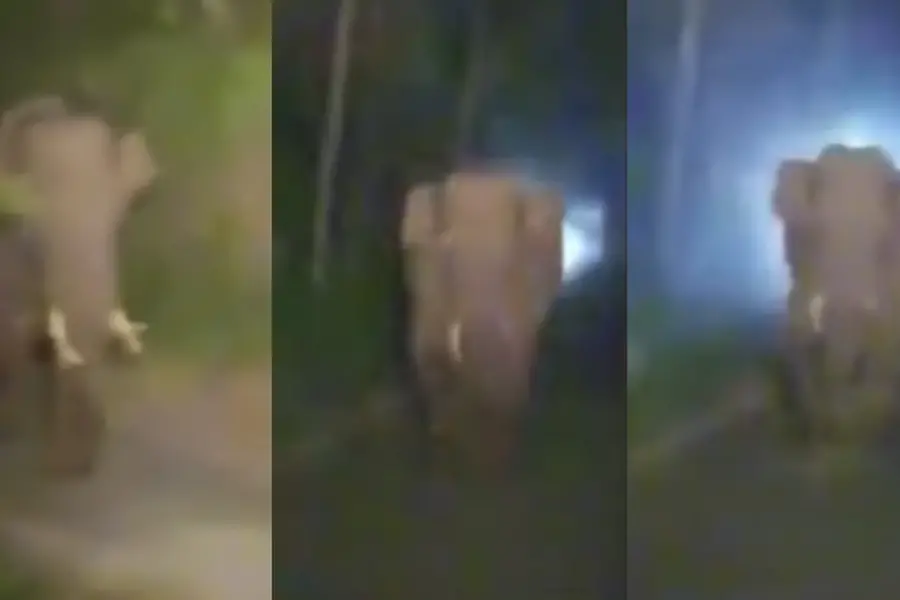 Wild jumbo charges at forest dept’s vehicle in Attapadi; driver takes reverse for 2.5 km