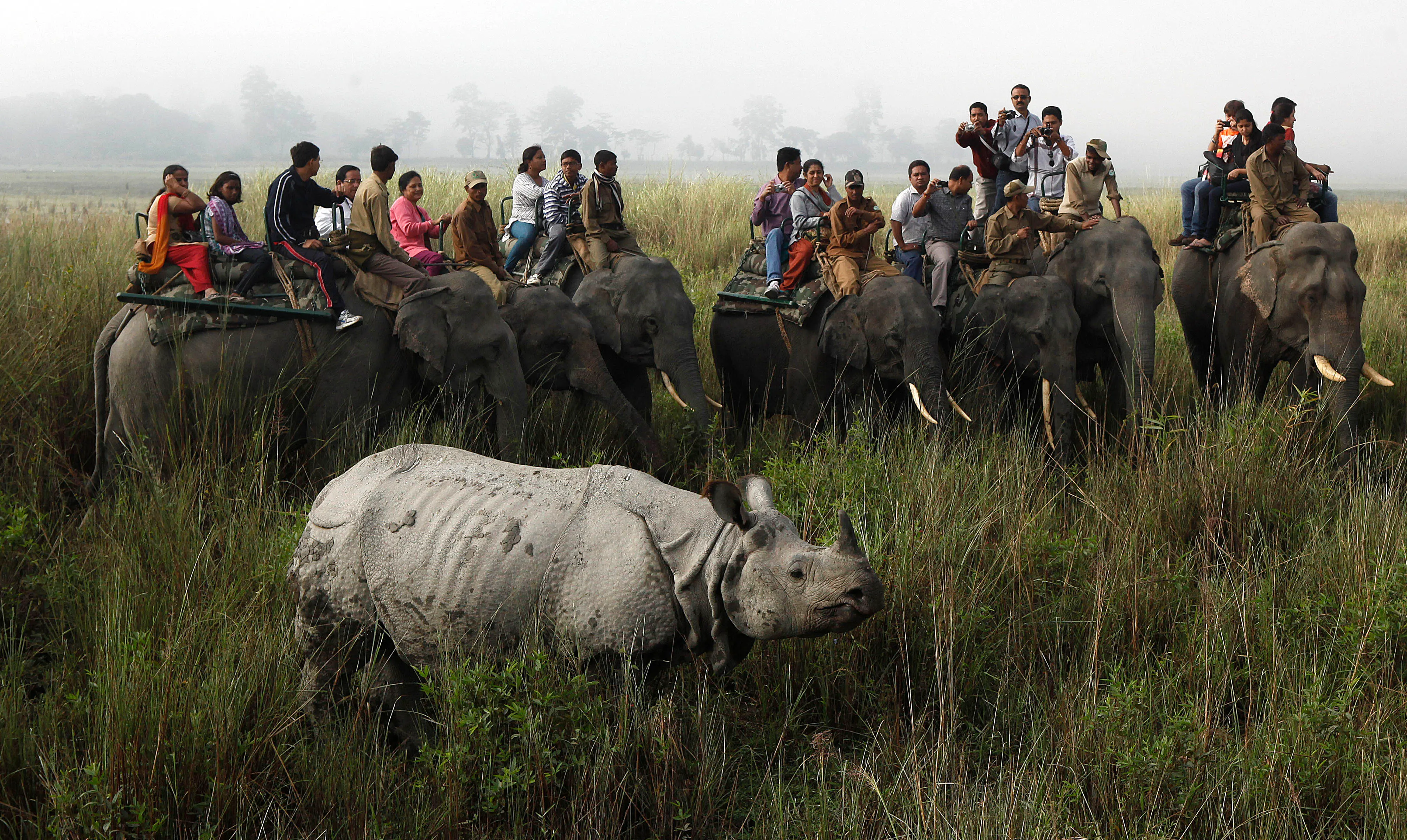 Kaziranga National Park l Photo: AP