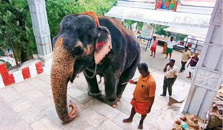 Jumbo Kasthuri | Photo: Mathrubhumi