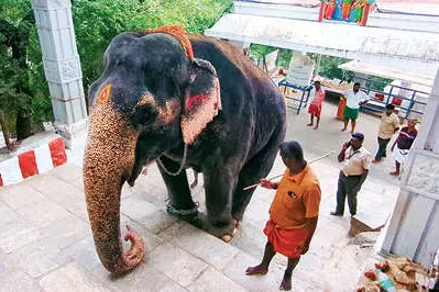‘Kasthuri’ climbs steps at Palani temple for Skanda Shashti festival