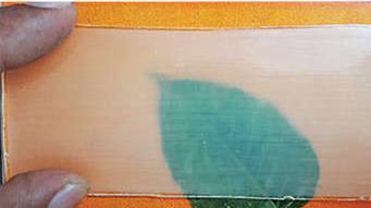 Substitutes Transparent Transparent wood: Research team with Malayalis find friendly substitute ...