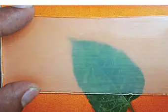 Substitutes Transparent Transparent wood: Research team with Malayalis find friendly substitute ...