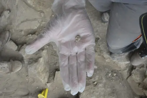 This photo provided by Klara Komza in October 2022 shows part of a Neanderthal tooth found in a cave in the mountains of Siberia, Russia. In a study published Wednesday, Oct. 19, 2022, in the journal Nature, researchers were able to pull DNA out of tiny bone fragments found in two Russian caves, and used the genetic data to map out relationships between 13 different Neanderthals for clues to how they lived | Photo: Klara Komza via AP