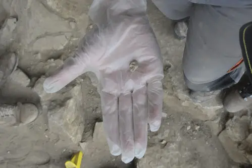 Ancient DNA gives rare snapshot of Neanderthal family ties