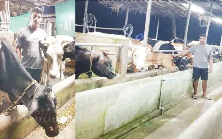 Alan seen with his cows | Mathrubhumi