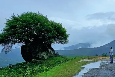 Heavy rain damages Ponmudi road; hillstation isolated