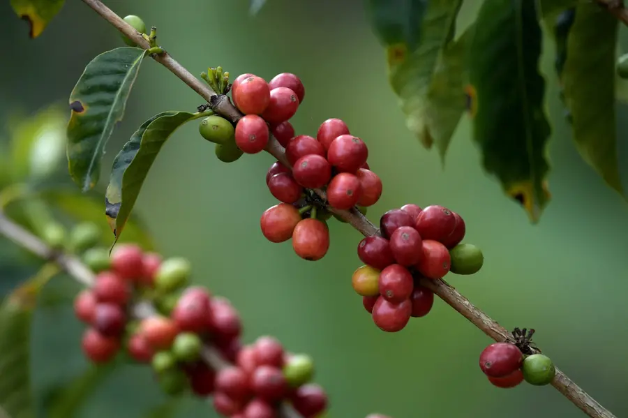 Export of value-added products: Kerala agri dept to join hands with NORKA