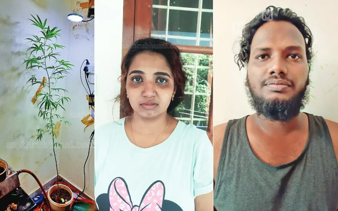 കഞ്ചാവ് ചെടി, അപര്‍ണ, അലന്‍