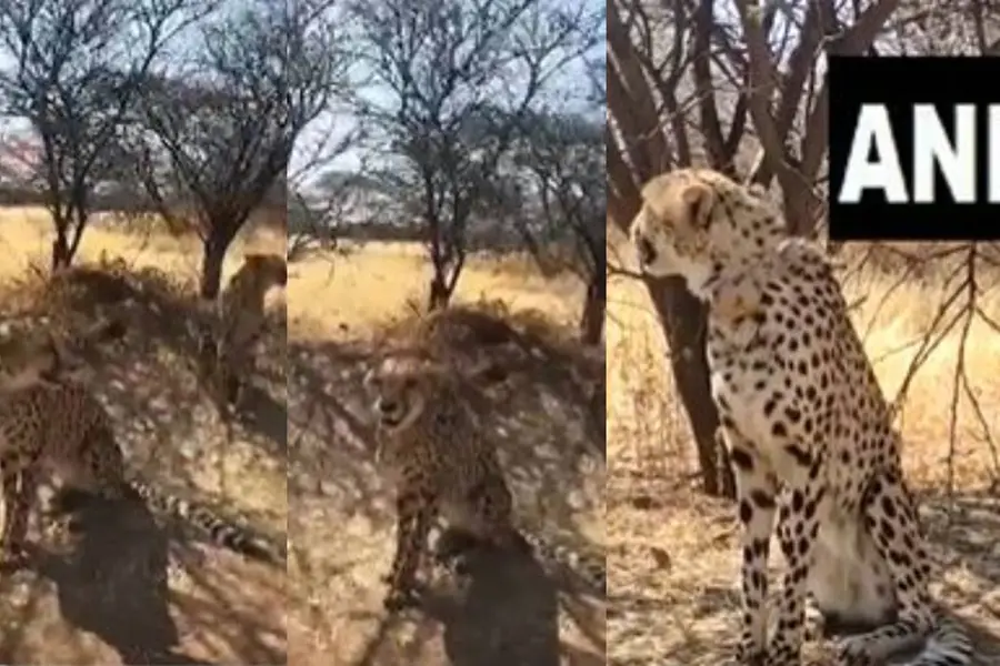 PM Modi to release cheetahs that arrive from Namibia on his birthday tomorrow