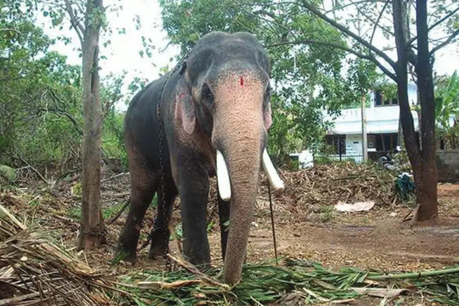 Kerala HC bans public procession of Thechikottukavu Ramachandran