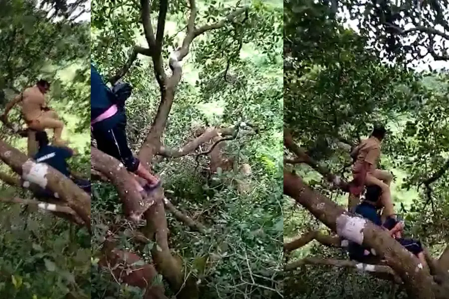 Wild elephants chase forest officials in Aralam, officers climb tree to save themselves; watch video