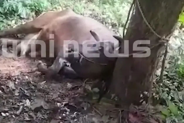 Cow dies due to rabies infection in Kannur