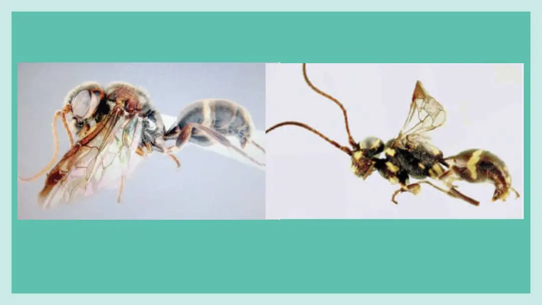Taeniogonalus Ayyari, Taeniogonalus Lathe