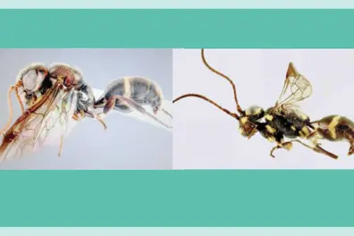 Newly discovered wasps named after Lata Mangeshkar, Ramakrishna Ayyar