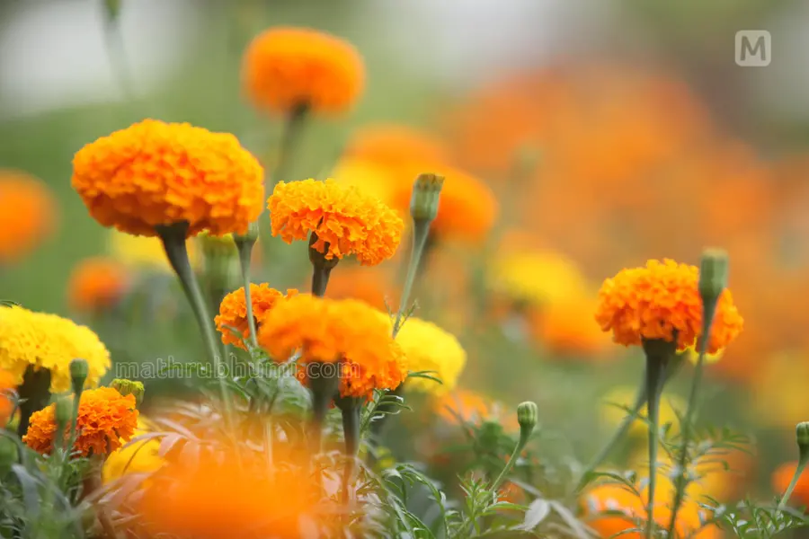 More than 500 Kudumbashree units across Kerala eye for Onam special flower sales