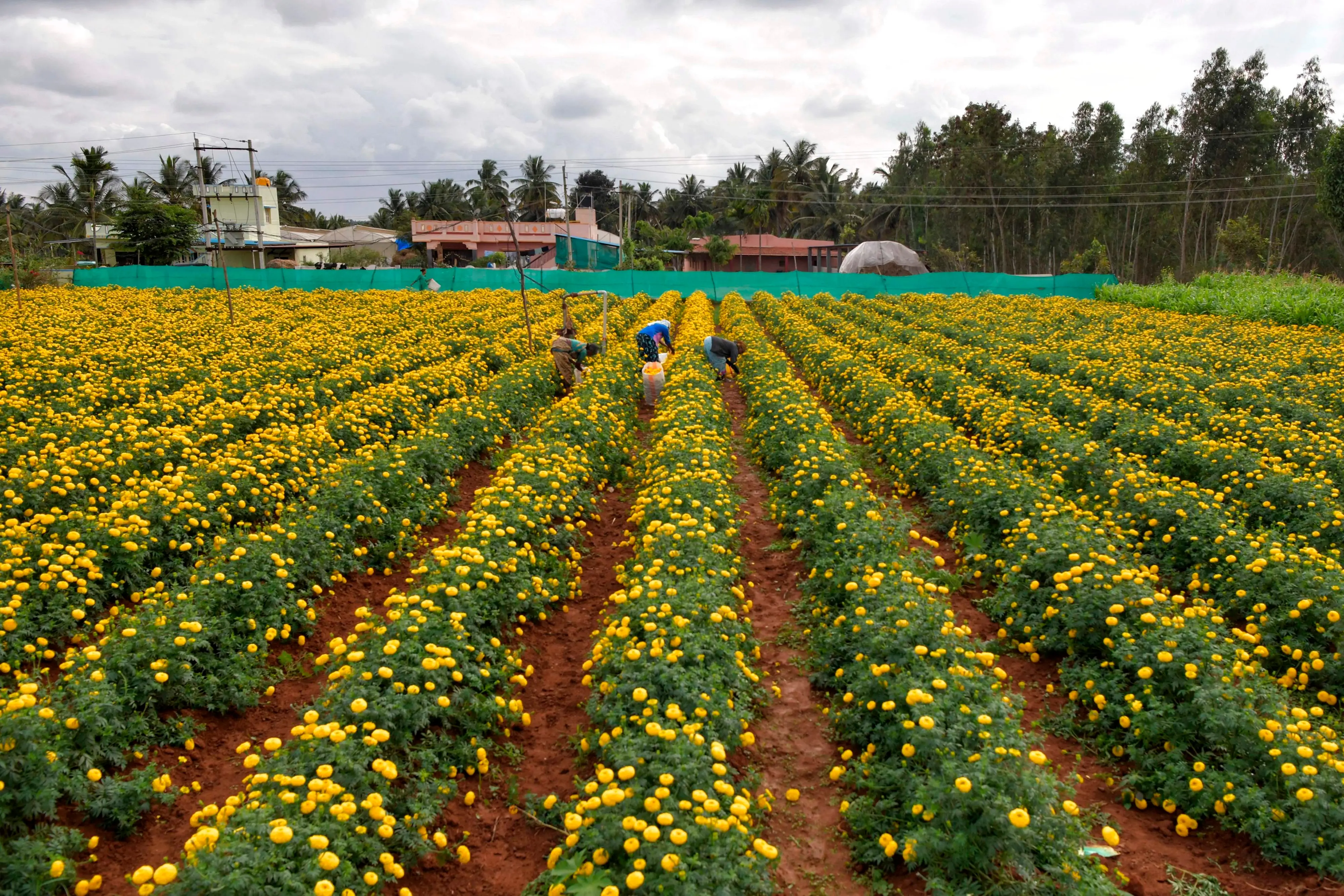 marigold flower farm. Photo: AFP