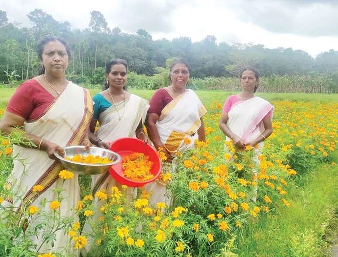 Women during marigold harvest