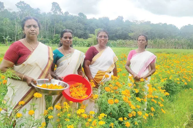 Rampant wild boar attack makes farmer switch to `Golden' harvest