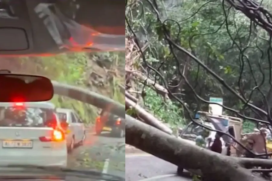Tree falls on Thamarassery ghat road stalling traffic for 1.5 hours