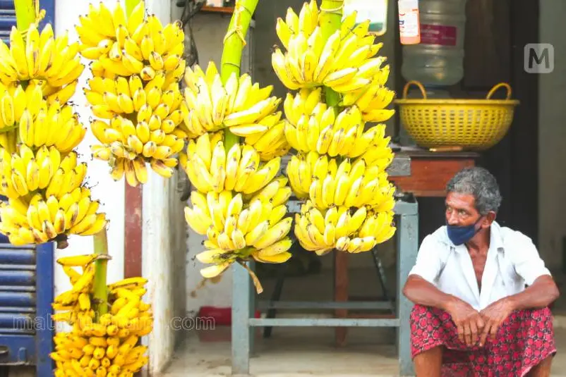 Low production: Njalipoovan banana in Kerala hits Rs 100/kg-mark in retail market