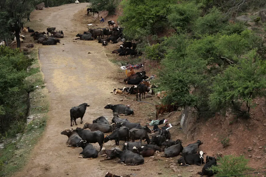 Foot-and-mouth disease in cattle: Transmission, diagnosis, treatment and preventive measures