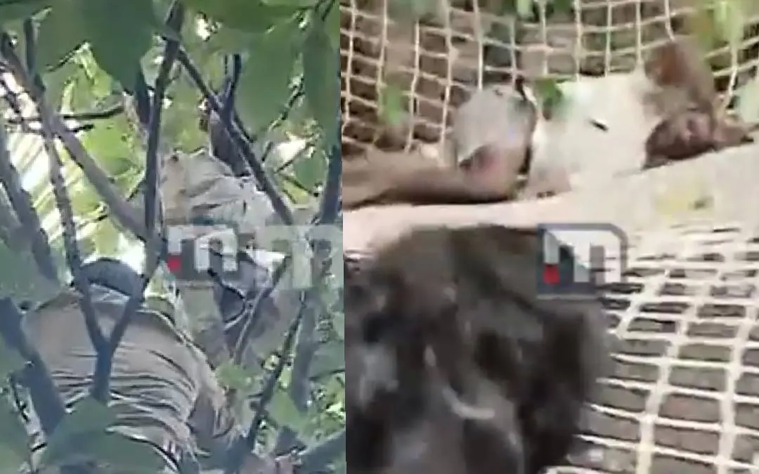 Subhash on the top of the tree (left); Subhash falls into the net spread by fire force | Screengrabs