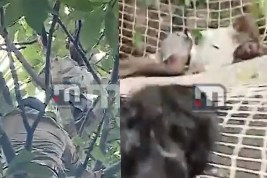 Prisoner tries to escape TVM jail, gets stuck on tree, falls into fireforce's net as branch breaks