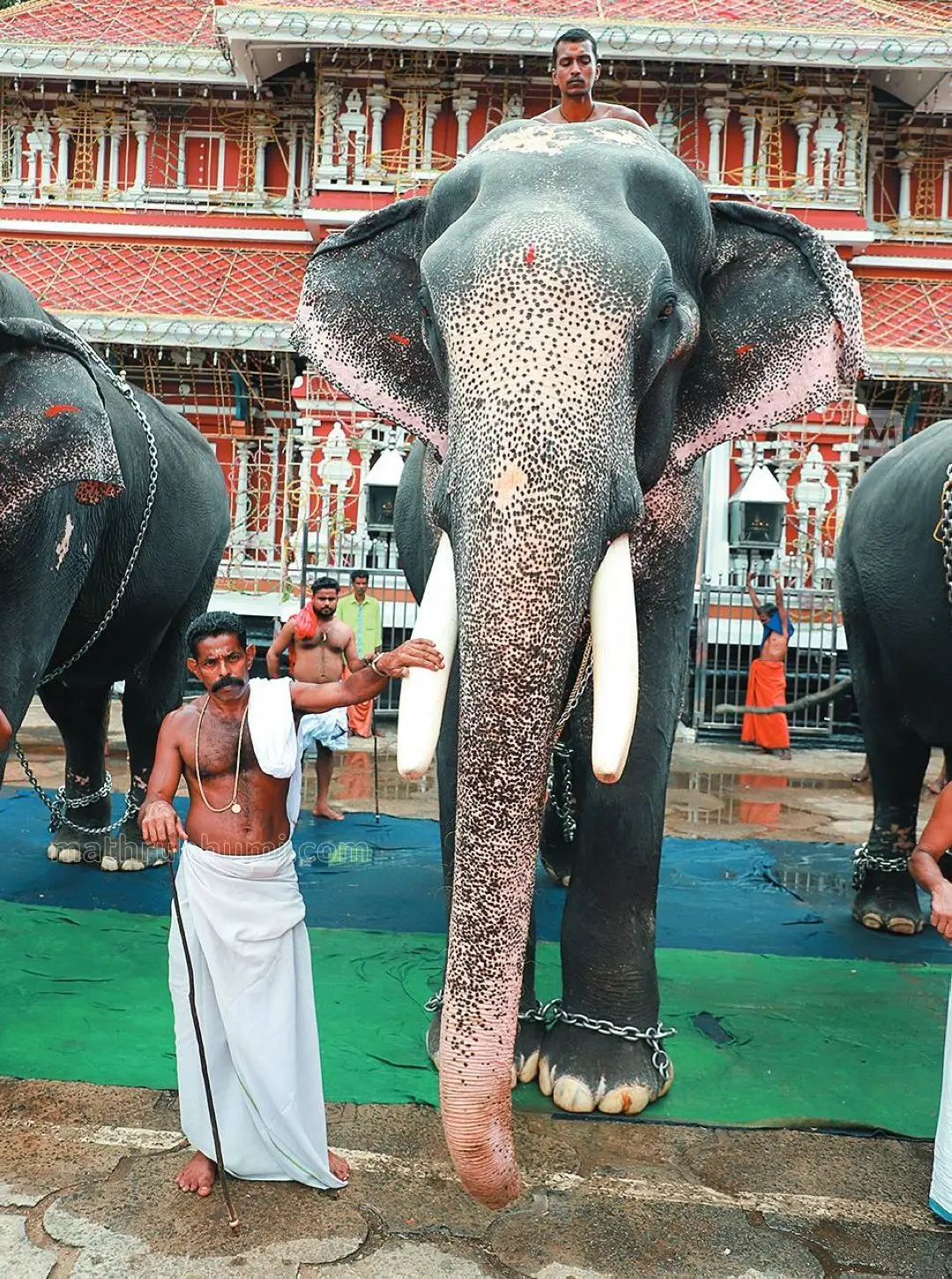 പാറമേക്കാവ് പത്മനാഭന്.ഫോട്ടോ:മാതൃഭൂമി