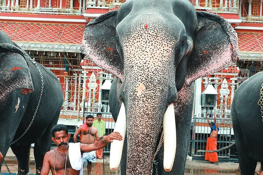 ഗജവീരന് പാറമേക്കാവ് പത്മനാഭന് ചരിഞ്ഞു