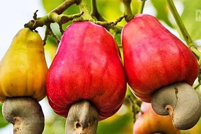 'Kannur Feni' to start rolling next December