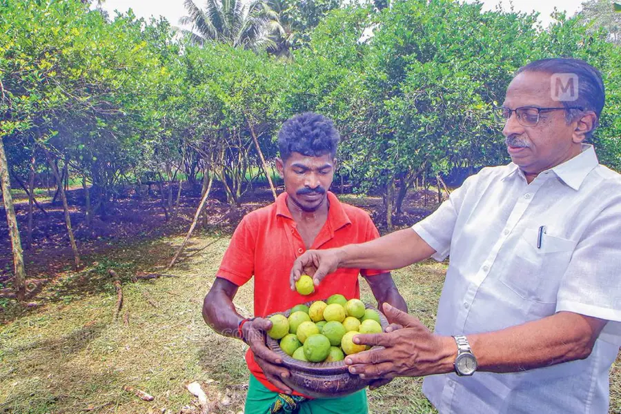 Doctor creates 'lemon revolution' on 70 cents of land near Ashtamudi lake