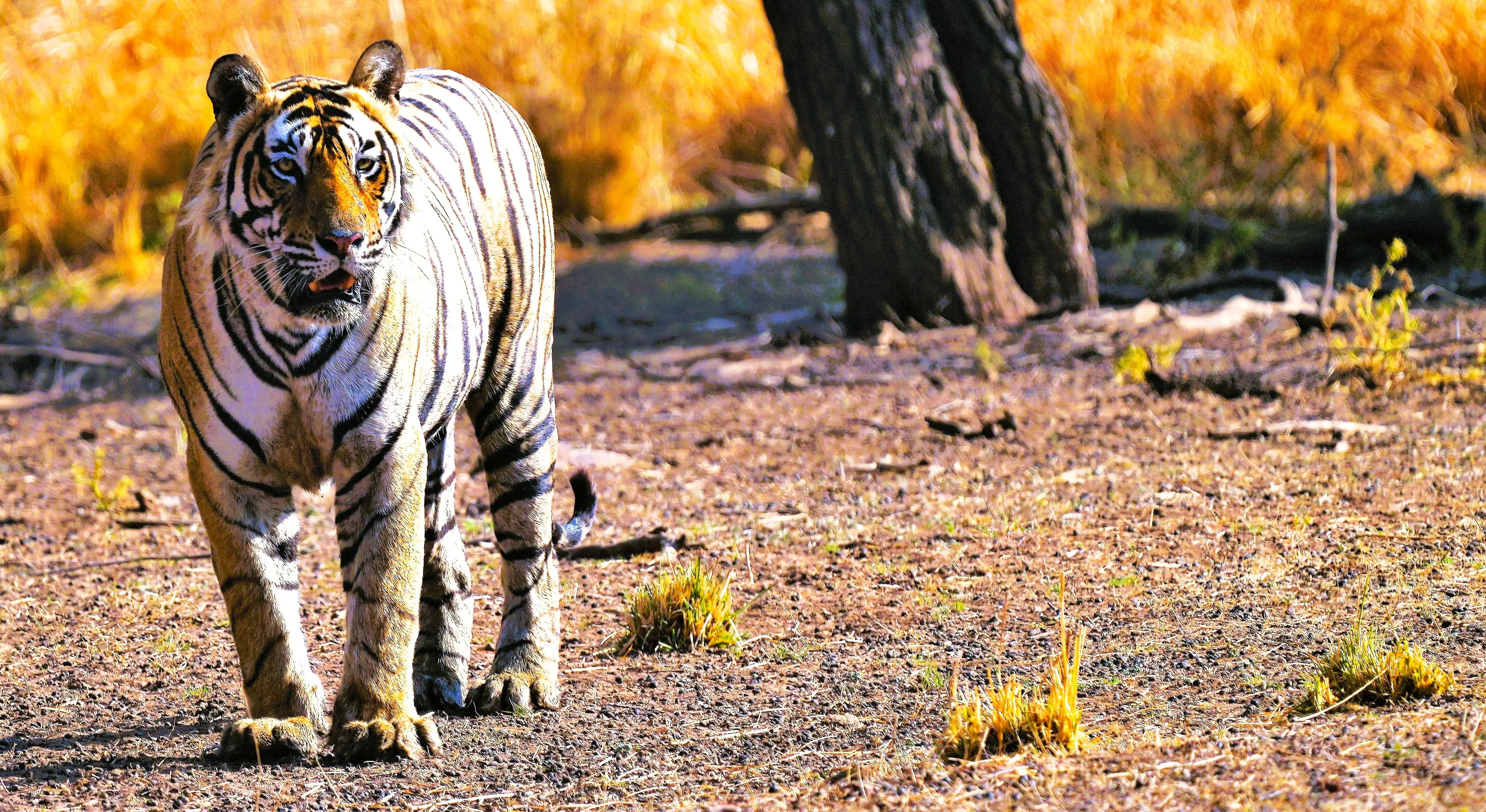 Photo: N Shiva Kumar