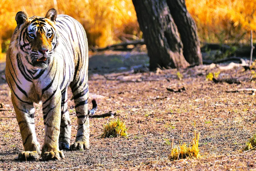 Tiger Tourism is Tantamount to Conservation