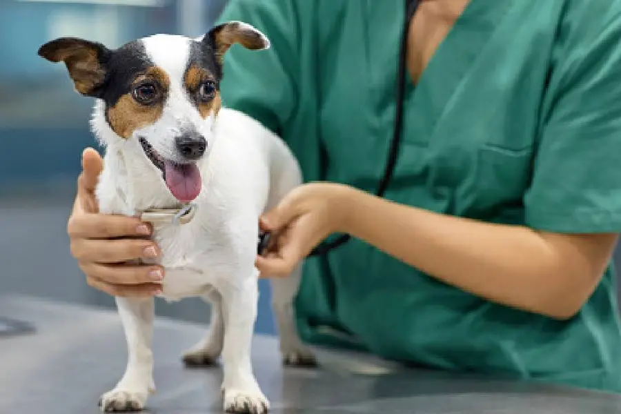 Kerala animal husbandry dept to launch mobile operation theatres