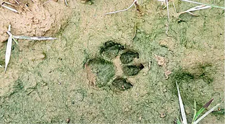 Paw mark found near Ponmudi school