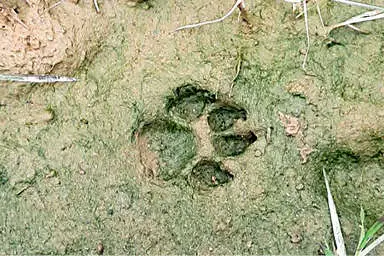 Presence of leopard near Ponmudi school poses threat
